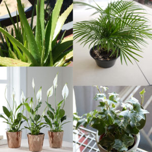 Indoor Plants